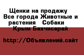 Щенки на продажу - Все города Животные и растения » Собаки   . Крым,Бахчисарай